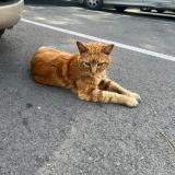 Picture of cat lost at Montpellier