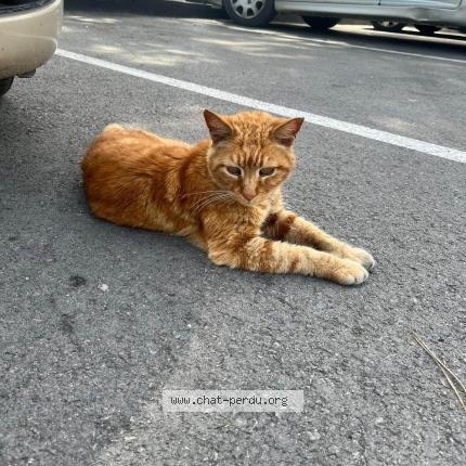 Photo 1/1 Zary Chat lost in Montpellier