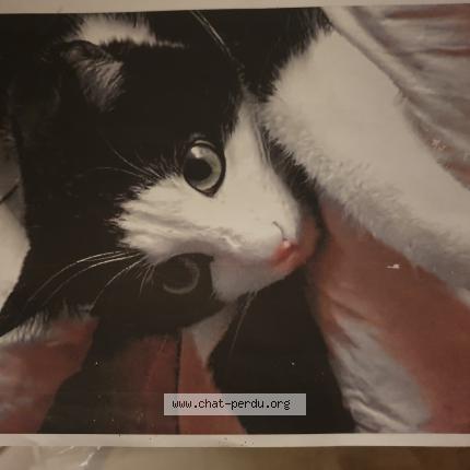 Photo 1/1 Reunited cat Lost in Nice