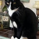 Picture of cat lost at Montreal