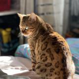 Picture of cat lost at Saint Jacut Les Pins