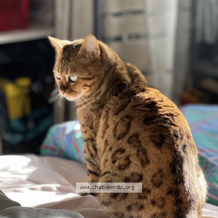 Photo 1/1 Lullaby Chat lost in Saint jacut les pins