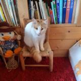 Picture of cat lost at La Menitre