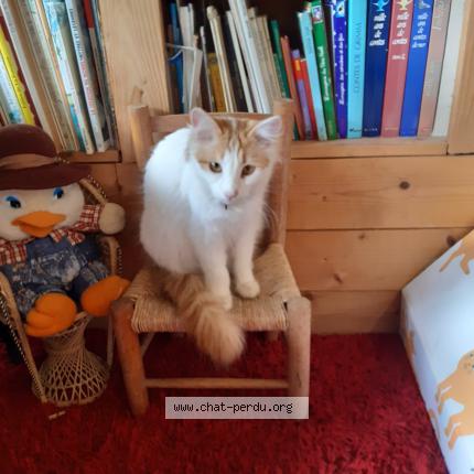 Photo 1/1 Cat reunited Lost in La menitre