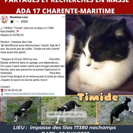 Photo 1/4 Cat reunited Lost in Nachamps
