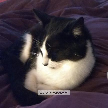 Photo 2/4 Cat reunited Lost in Nachamps