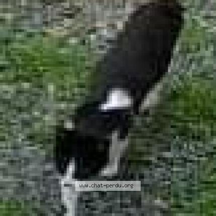 Photo 4/4 Cat reunited Lost in Nachamps