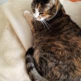 Picture of cat lost at Marseille