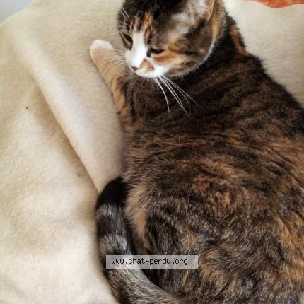 Photo 1/2 Princesse Chat lost in Marseille