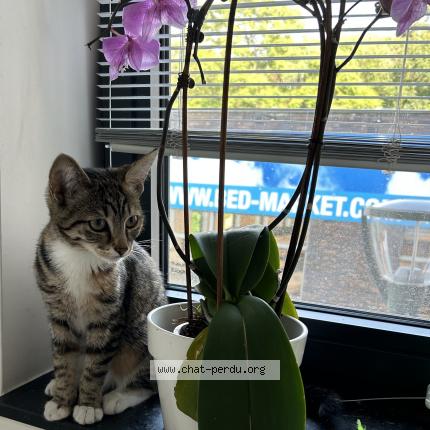 Foto 1/1 Kat teruggevonden Vermist in Berchem Sainte Agathe