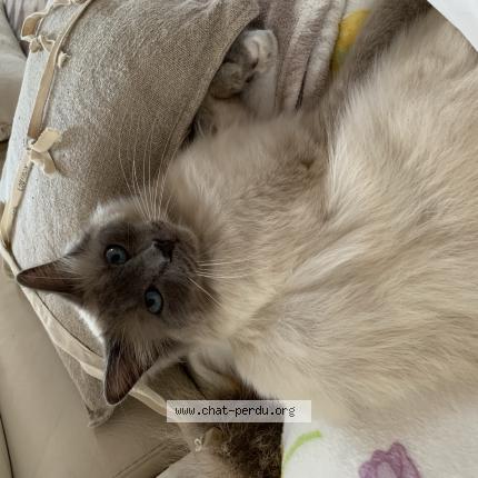 Photo 1/1 Reunited cat Lost in Hyeres