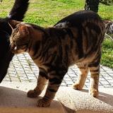 Picture of cat lost at Contes