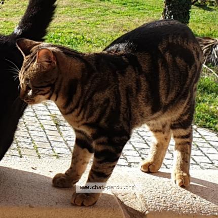 Photo 1/3 LUMIO Chat lost in Contes