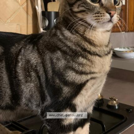 Photo 2/3 LUMIO Chat lost in Contes