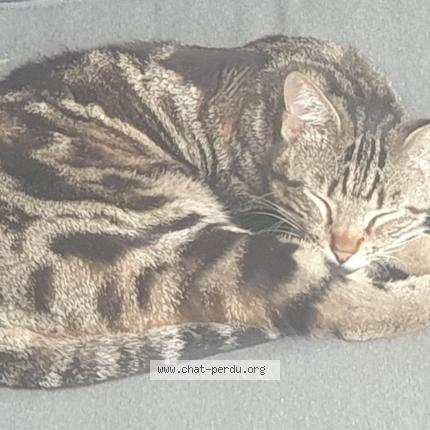 Photo 3/3 LUMIO  Chat lost in Contes