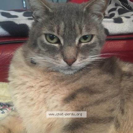 Photo 1/1 Cat reunited Lost in Rillieux la pape