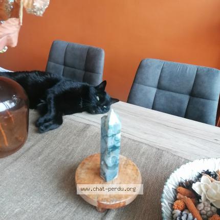 Photo 1/1 Reunited cat Lost in Mandelieu La Napoule