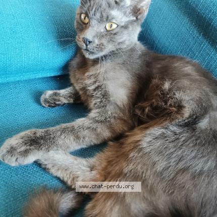 Photo 1/1 Reunited cat Found in Cannes