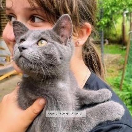 Foto 1/1 Kat teruggevonden Vermist in Jodoigne