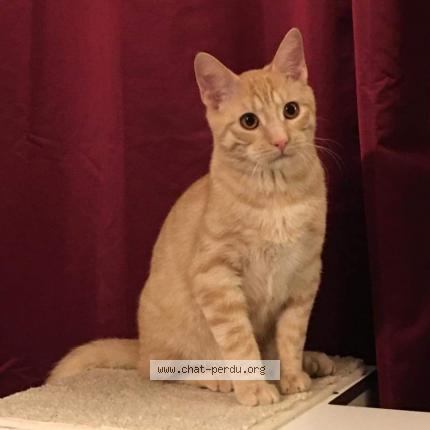 Photo 1/1 Spirou Chat lost in Joue les tours