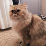 Picture of cat lost at Mauborget