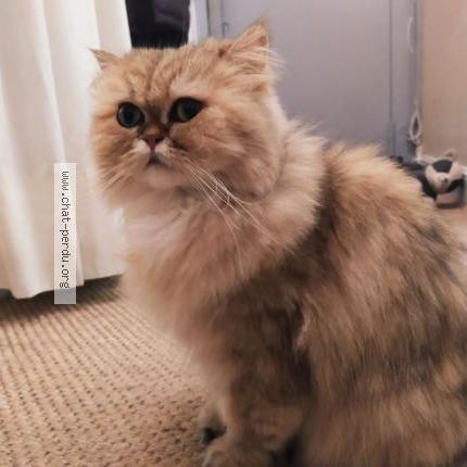 Photo 1/1 Hydille Chat lost in Mauborget