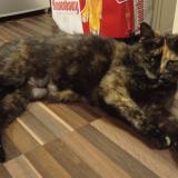 Picture of cat lost at Bruges