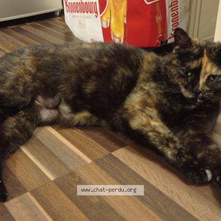 Photo 1/1 mika-mikaela Chat lost in Bruges