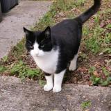 Picture of cat found at Montigny Le Bretonneux