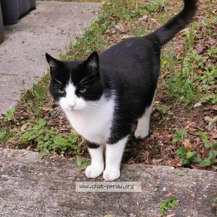 Photo 1/1 Cat reunited Found in Montigny le bretonneux