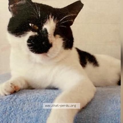 Foto 1/1 Wiedergefundene Katze Verloren in Maggia