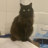 Picture of cat lost at Vaujours