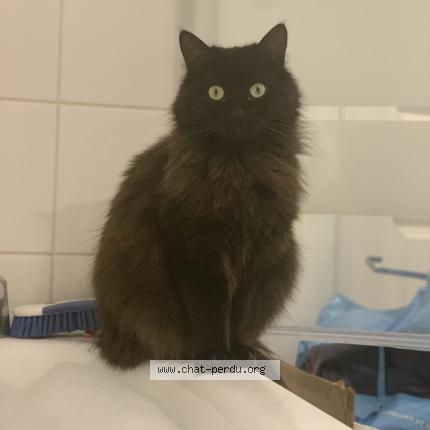 Photo 1/1 Nami Chat lost in Vaujours