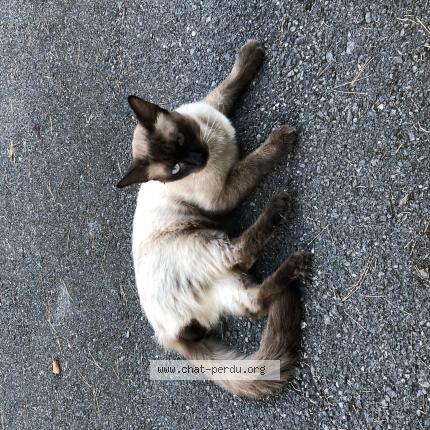 Photo 1/1 Reunited cat Found in Le Rouret