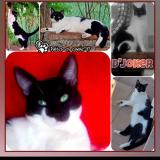 Picture of cat lost at St Nicolas De La Balerme