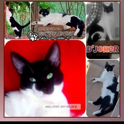Photo 1/1 D'joker Chat lost in St nicolas de la balerme