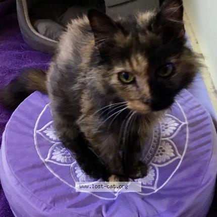 Photo 1/1 Reunited cat Found in Vallejo