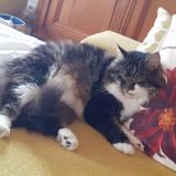 Picture of cat lost at Betschdorf