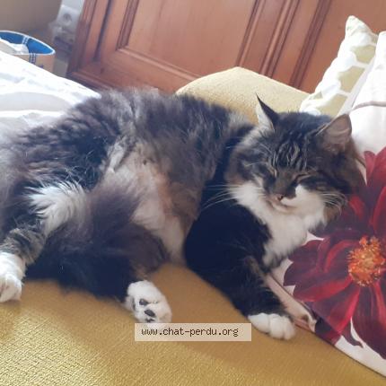 Photo 1/1 Wally Chat lost in Betschdorf