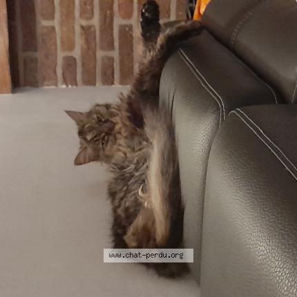 Foto 1/1 Kat teruggevonden Gevonden in Uccle