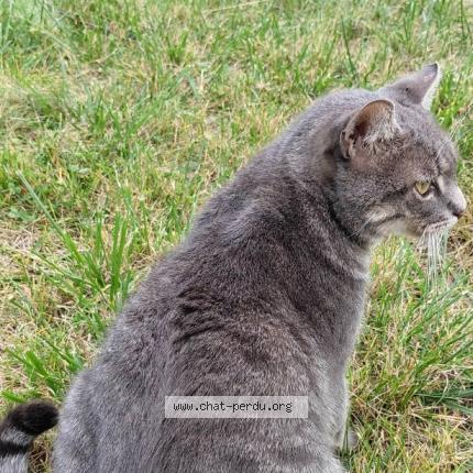 Photo 1/1 Found cat Found in Somain