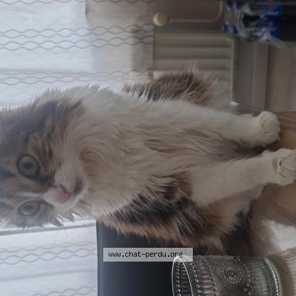 Foto van vermiste kat in 1030