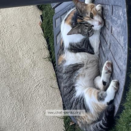 Photo 1/1 Reunited cat Lost in Gardanne