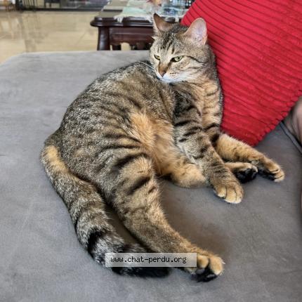 Foto 1/1 Kat teruggevonden Vermist in Saint Gilles