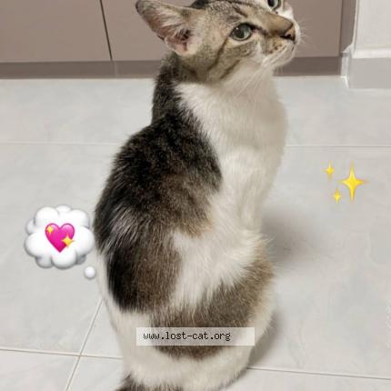 Photo 1/1 Reunited cat Lost in Clementi