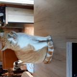 Picture of cat lost at Castelnau D Auzan