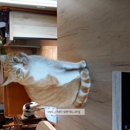 Photo 1/1 Cat reunited Lost in Castelnau d auzan