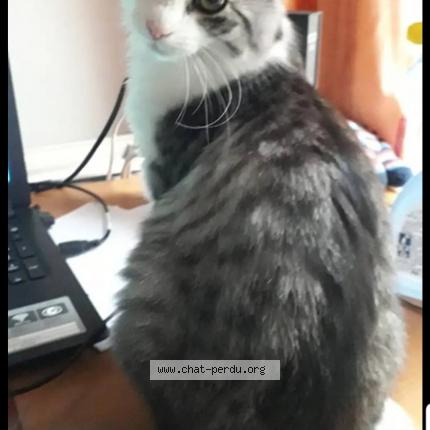 Foto 1/1 Kat teruggevonden Vermist in Jambes