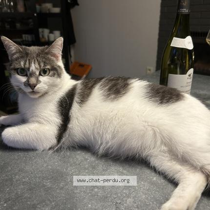 Foto 1/1 Kat teruggevonden Vermist in Erquelinnes