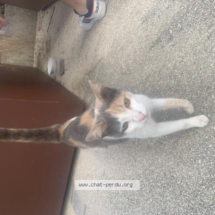 Photo 1/1 Cat reunited Found in Muret